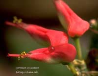 цветы Педилантуса титималоидного