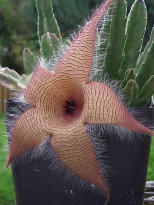 фото Стапелии гигантской (Stapelia gigantea)