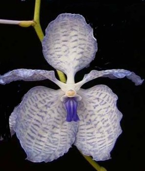 Орхидеи ВАНДА Vanda_coerulea
