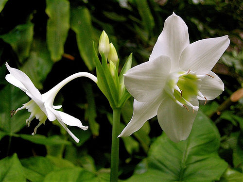 Эухарис (Амазонская лилия) Eucharis Eucharis_grandiflora_2