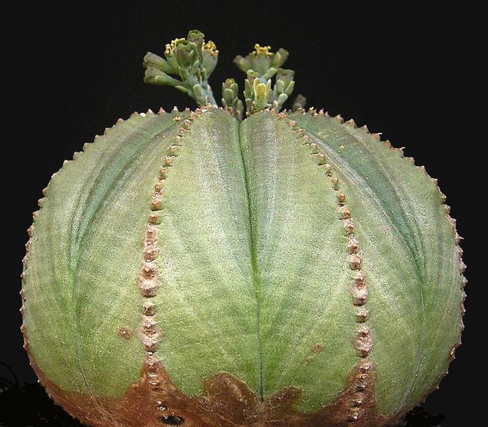 Молочай тучный (дыневидный) Euphorbia_obesa