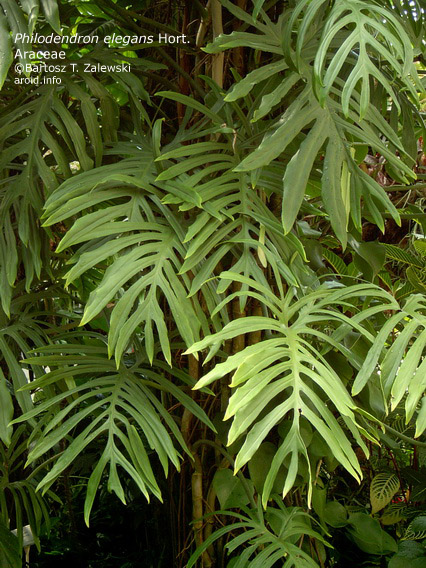 Триш Бур, Цветочная Коллекция,