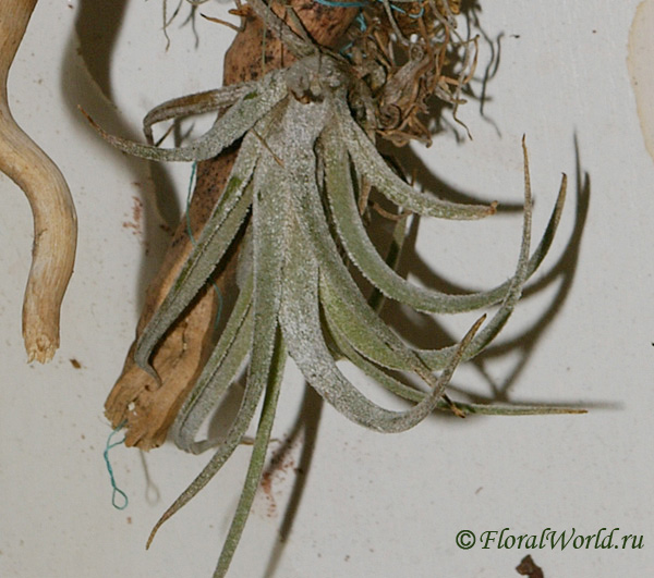 Tillandsia
Ключевые слова: Tillandsia фото