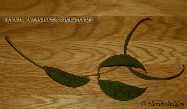 Aeschynanthus marmoratus
Ключевые слова: Aeschynanthus marmoratus