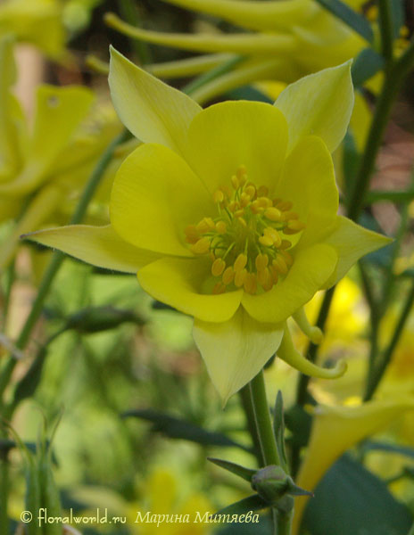 Водосбор (Aquilegia)
Растущая на нашем участке аквилегия золотистая (A. chrysantha Gray).

[url=http://floralworld.ru/forum/empty-t46.0.html;msg207#msg207]Обсуждение выращивания агвилегии в открытом грунте[/url]

Ключевые слова: Водосбор аквилегия Aquilegia