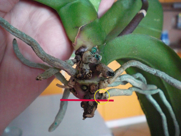 Реанимация фаленопсиса
Фото и растение TehhiShekk
