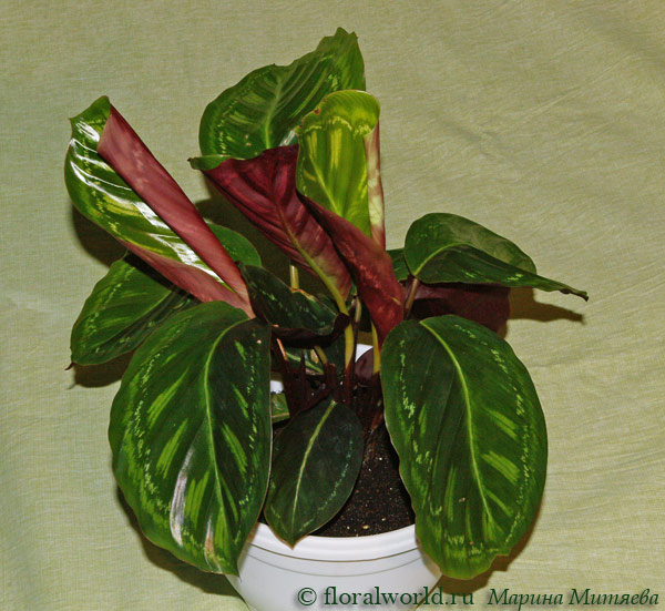 Калатея розоватоокрашенная (Calathea roseopicta)
Муж пошел в ОБИ покупать полки для растений, а принес Калатею  (я ему давно говорила, что мне они нравятся). 

[url=http://www.floralworld.ru/encyclopedia/plants/Calathea.html]Статья на сайте[/url]

[url=http://floralworld.ru/forum/index.php?topic=79.0]Обсуждение на форуме[/url]
Ключевые слова: Калатея розоватоокрашенная Calathea roseopicta