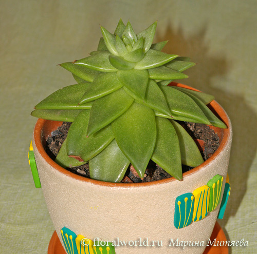 Эхеверия агавовидная (Echeveria agavoides)
Вот такая вот красотка живет у меня :-)
[url=http://www.floralworld.ru/encyclopedia/plants/Echeveria.html]Статья на сайте про эхеверию[/url]

[url=http://floralworld.ru/forum/index.php?topic=65.0]Обсуждение на форуме[/url]
Ключевые слова: Эхеверия эчеверия агавовидная Echeveria agavoides фото