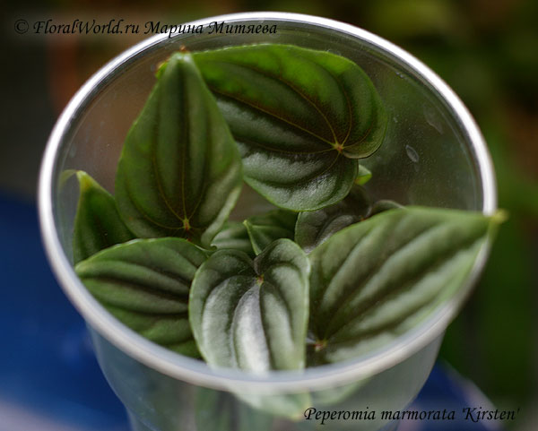 Пеперомия мраморная сорт Kirsten (Peperomia marmorata 'Kirsten')
Ключевые слова: Пеперомия мраморная сорт Kirsten Peperomia marmorata &#039;Kirsten&#039;