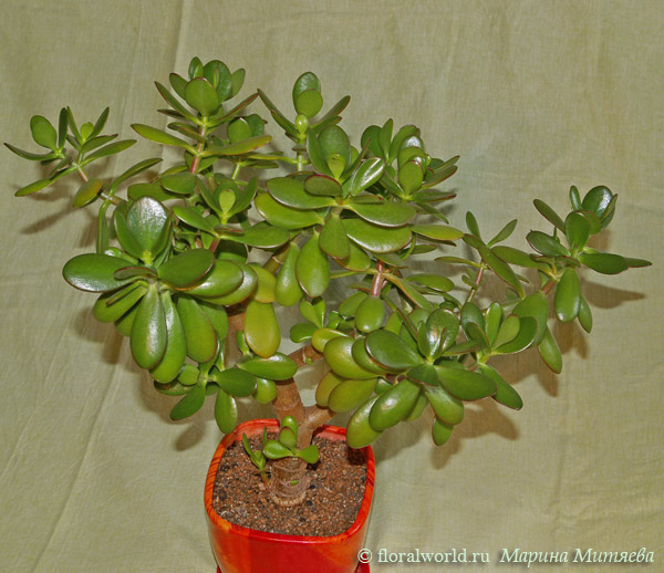 Крассула,  или толстянка портулаковая (Crassula portulacea)
Пока она не цветет, так как еще молодая, с момента укоренения прошло все три года.

[url=http://www.floralworld.ru/encyclopedia/plants/Crassula.html]Статья на сайте[/url]

[url=http://floralworld.ru/forum/index.php?topic=62.0]Обсуждение на форуме[/url]
Ключевые слова: Крассула красула Толстянка жирянка Crassula портулаковая portulacea