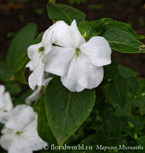 Цветет белый бальзамин. (Impatiens walleriana)
Это один из сорто Бальзамина Валлера (Impatiens walleriana Hook. f.). Мне очень нравится бальзамин с белыми цветками.

[url=http://www.floralworld.ru/encyclopedia/plants/Impatiens.html]Читать статью на сайте о бальзамине[/url]

[url=http://floralworld.ru/forum/index.php?topic=89.0]Обсуждение на форуме[/url]
Ключевые слова: бальзамин Impatiens  огонек недотрога