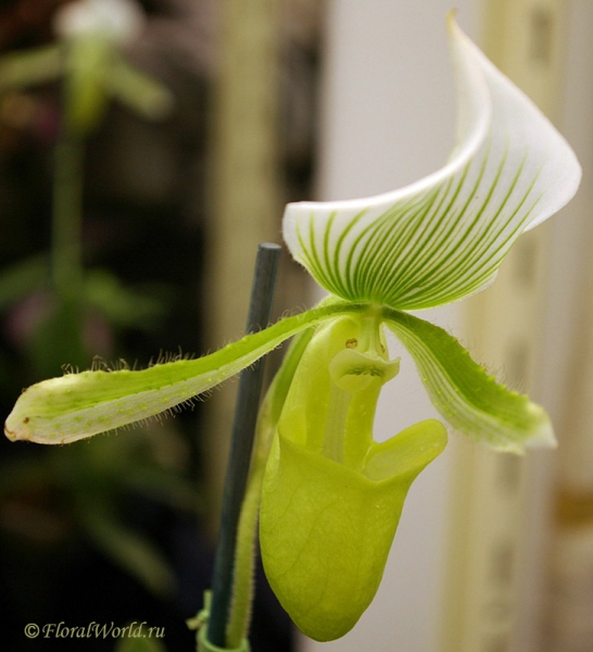 Paphiopedilum
Ключевые слова: Paphiopedilum фото