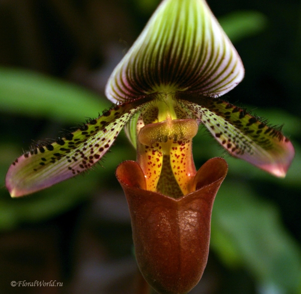 Paphiopedilum
Ключевые слова: Paphiopedilum