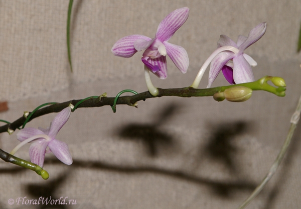 Phalaenopsis 
Ключевые слова: Phalaenopsis фото