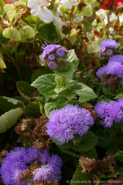 Агератум (Ageratum)
Сиреневый и пушистый
Ключевые слова: фото цветы парк Агератум Ageratum