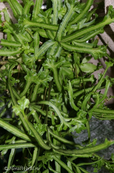 Птерис критский (Pteris cretica)
Ключевые слова: Птерис критский Pteris cretica фото