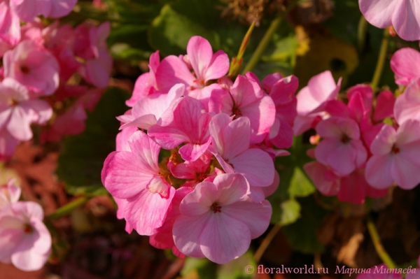 Розовая герань  (Geranium)
Ключевые слова: Розовая герань Geranium фото