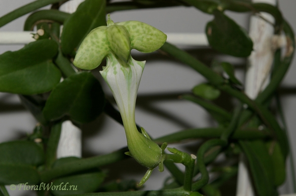 Церопегия Сандерсона ( Ceropegia sandersonii)
Ключевые слова: Церопегия Сандерсона  Ceropegia sandersonii фото