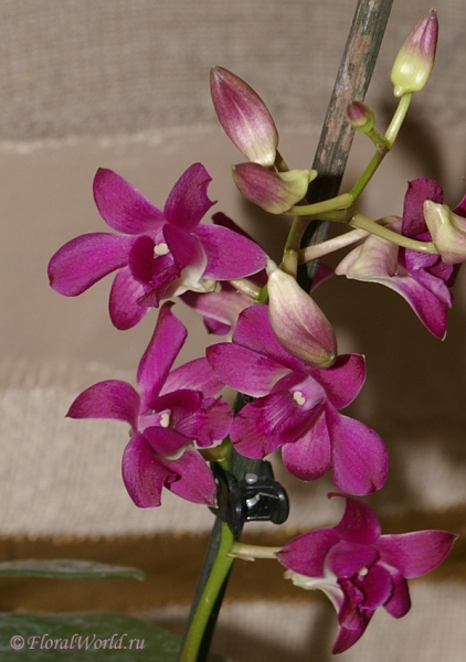 Dendrobium
Ключевые слова: Dendrobium фото