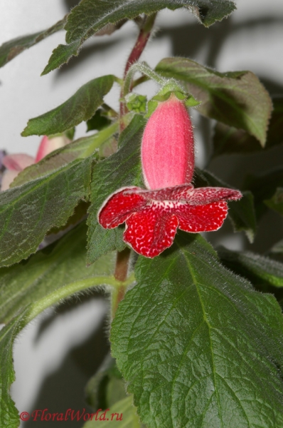 Колерия (Kohleria)
Ключевые слова: Колерия Kohleria фото