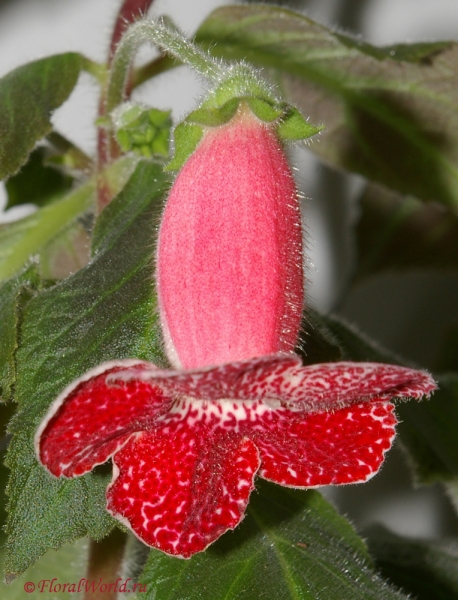 Колерия (Kohleria)
Ключевые слова: Kohleria колерия фото