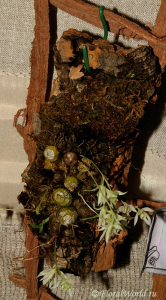 Dendrobium gregulus
коллекционер Ольга Черных
Ключевые слова: Dendrobium gregulus  фото