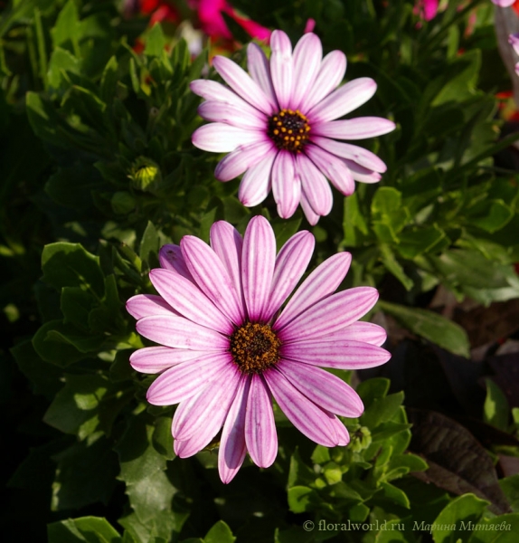 Osteospermum
Ключевые слова: цветы фото лето Osteospermum