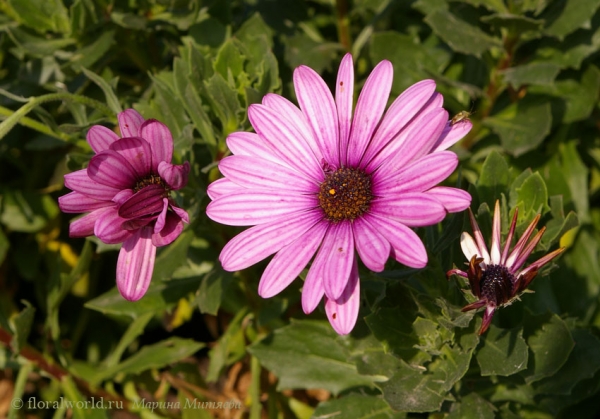 Osteospermum
Ключевые слова: цветы фото лето Osteospermum