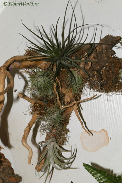 Различные тилландсии (Tillandsia)
Ключевые слова: тилландсии фото Tillandsia