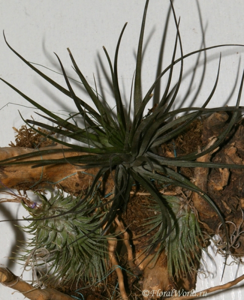 Различные тилландсии (Tillandsia)
Ключевые слова: тилландсии фото Tillandsia