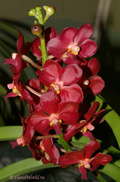 Ванда гибридная (Vanda hybrid)
Ключевые слова: Ванда гибридная Vanda hybrid фото