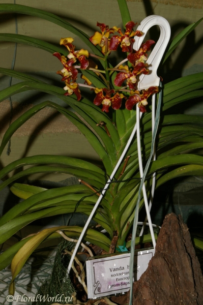 Ванда гибридная (Vanda hybrid)
коллекционер Виктория Дунин-Барковская
Ключевые слова: Ванда гибридная Vanda hybrid