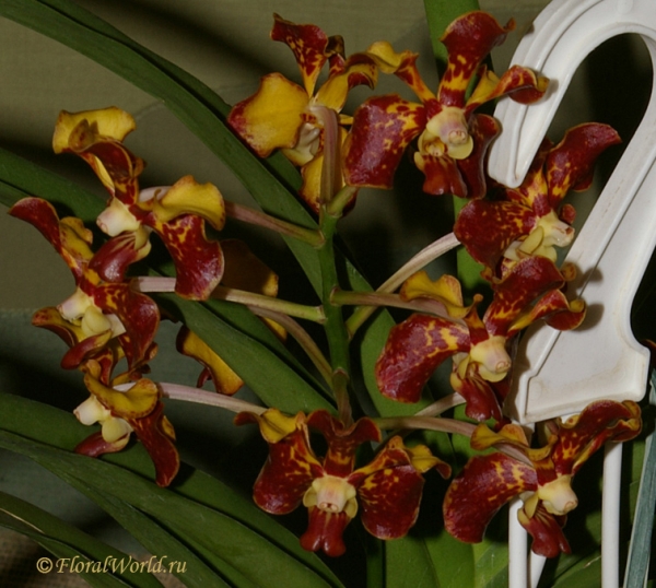 Ванда гибридная (Vanda hybrid)
коллекционер Виктория Дунин-Барковская
Ключевые слова: Ванда гибридная Vanda hybrid фото