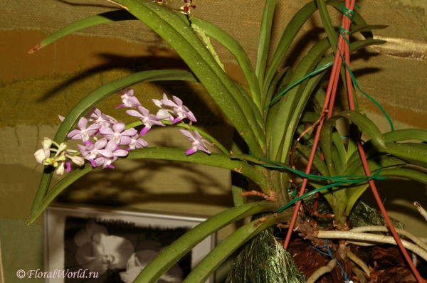 Ванда гибридная (Vanda hybrid)
Ключевые слова: Ванда гибридная Vanda hybrid фото