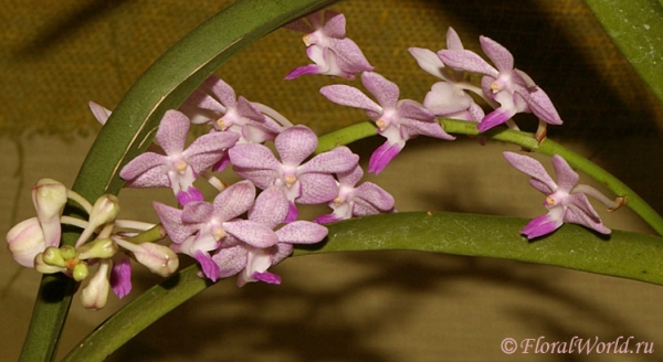 Соцветие Ванды гибридной (Vanda hybrid)
Ключевые слова: Ванда гибридная Vanda hybrid фото