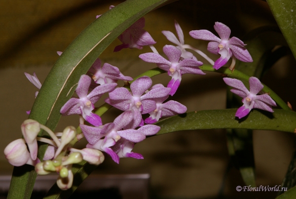 Соцветие Ванды гибридной (Vanda hybrid)
Ключевые слова: Соцветие Ванды гибридной (Vanda hybrid)