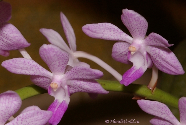 Соцветие Ванды гибридной (Vanda hybrid)
Ключевые слова: Соцветие Ванды гибридной Vanda hybrid фото