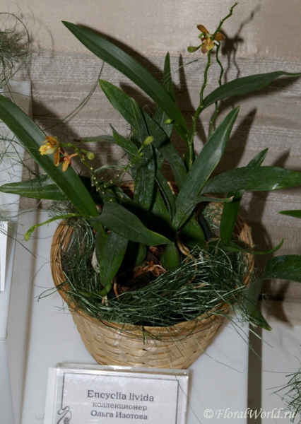 Encyclia livida 
коллекционер Ольга Изотова

Ключевые слова: Encyclia livida фото