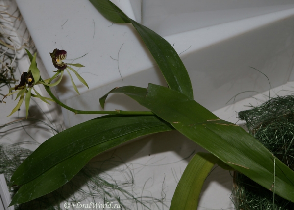 Encyclia cochleata
Ключевые слова: Encyclia cochleata фото