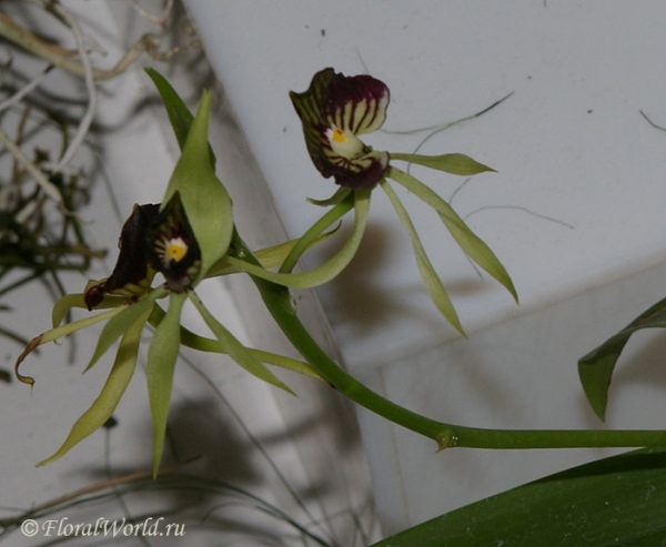 Encyclia cochleata
Ключевые слова: Encyclia cochleata фото