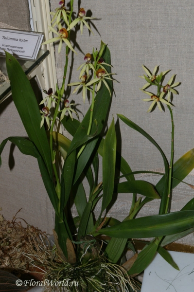 Encyclia cochleata
коллекционер Марк Патченский
Ключевые слова: Encyclia cochleata фото