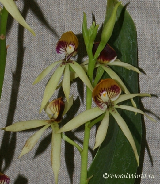 Encyclia cochleata
коллекционер Марк Патченский

Ключевые слова: Encyclia cochleata фото