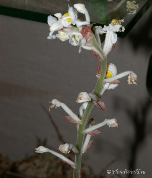 Соцветие Лудизии разноцветной (Ludisia discolor)
Ключевые слова: Цветы  соцветие Лудизия разноцветная Ludisia discolor