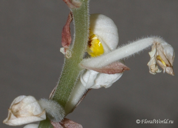 Цветы Лудизии разноцветной (Ludisia discolor)
Ключевые слова: Цветы  Лудизия разноцветная Ludisia discolor