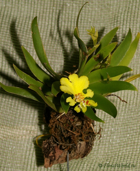 Oncidium
Ключевые слова: Oncidium фото