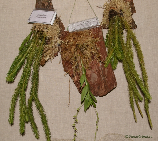 Слева и справа Lycopodium squarrosum 

посередине Dendrobium hemimelanoglossum
из коллекции Ольги Черных

Ключевые слова: Lycopodium squarrosum Dendrobium hemimelanoglossum фото