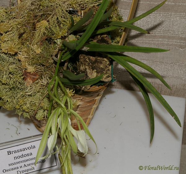 Brassavola nodosa
коллекционеры Оксана и Александр Гурарий
Ключевые слова: Brassavola nodosa фото