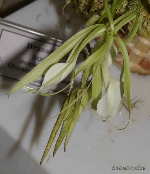 Brassavola nodosa
коллекционеры Оксана и Александр Гурарий
Ключевые слова: Brassavola nodosa фото