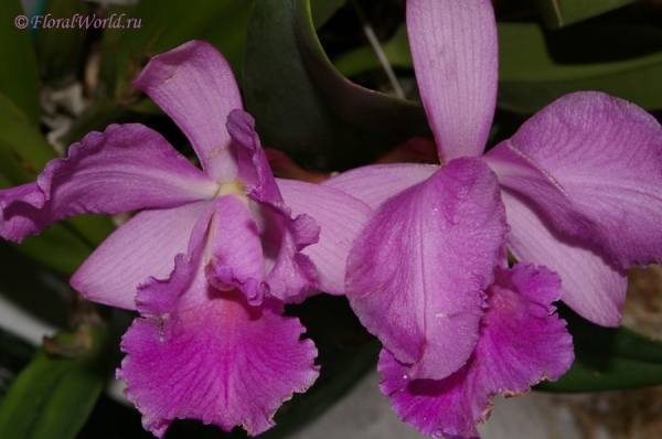 Cattleya hybrid
коллекционер Сергей Бурмистров
Ключевые слова: Cattleya hybrid фото