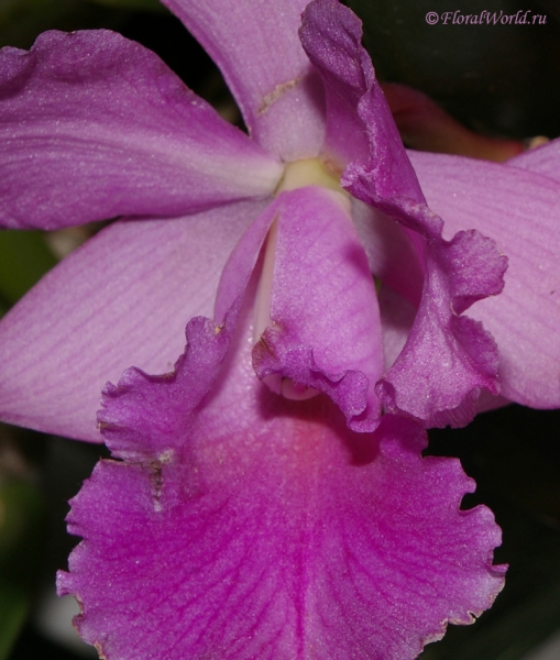 Cattleya hybrid
коллекционер Сергей Бурмистров
Ключевые слова: Cattleya hybrid фото